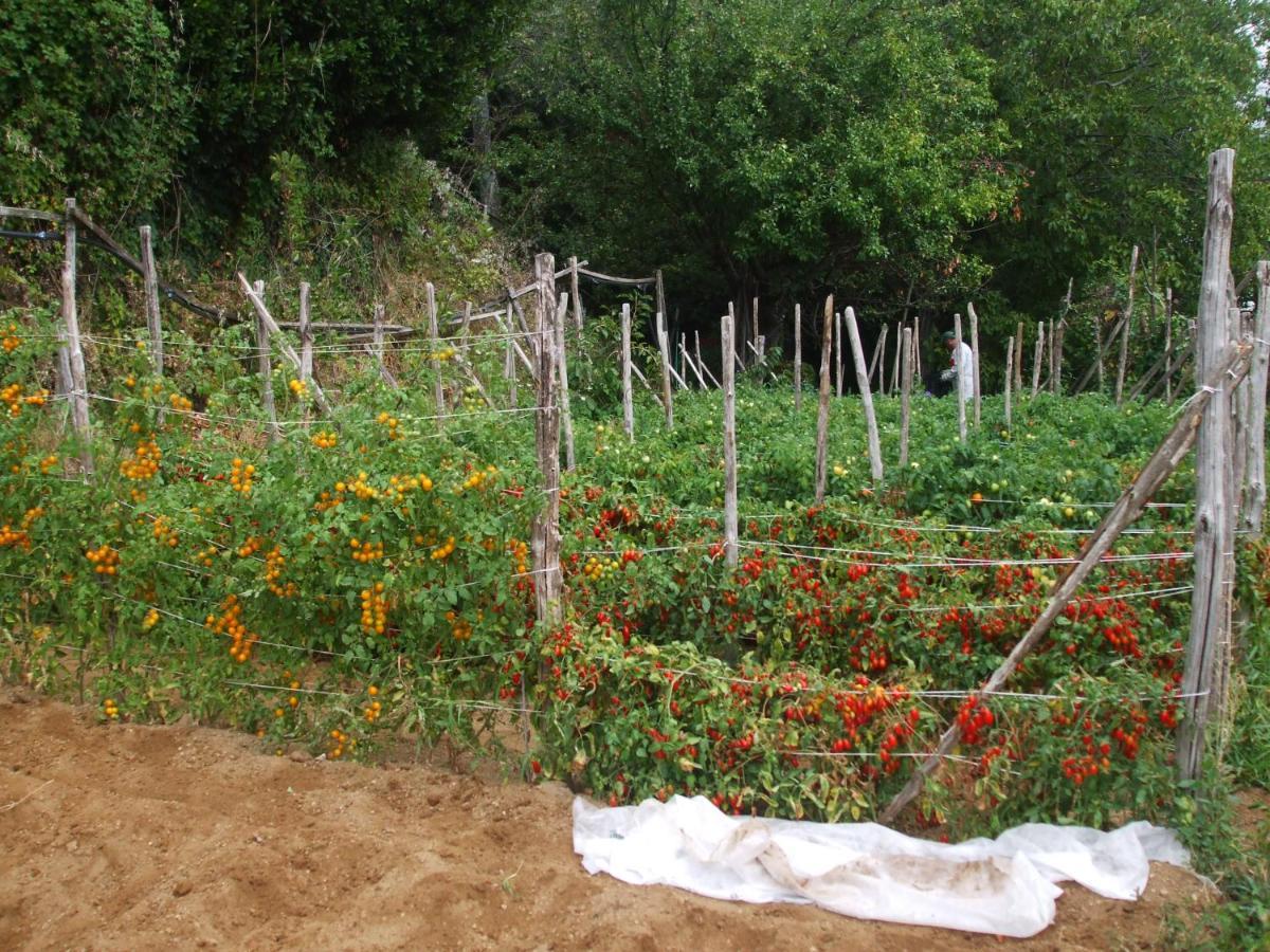 Agriturismo Nonno Tobia Agerola Eksteriør billede